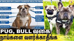 Hutch Dog-ஐ வாங்காதீங்க..எச்சரிக்கும் மருத்துவர்கள் : Doctors advice to stop buy Pug & bull dogs