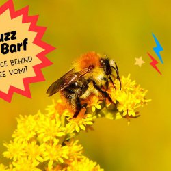 The Buzz on Bee Barf! (encore)