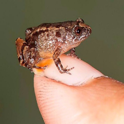 पश्चिमी घाट में खोजी गयी मेंढक की नयी प्रजाति | Four new frog species discovered in India's Western Ghat