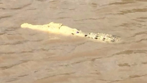 ऑस्ट्रेलिया में नज़र आया सफ़ेद मगरमच्छ | Mature white crocodile spotted in Australian river