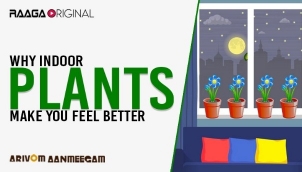 Why Indoor Plants Make You Feel Better