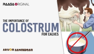 The Importance of Colostrum for Calves