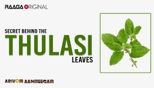 Secret behind the thulasi leaves