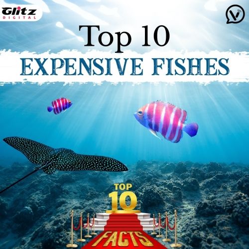 Top 10 Expensive Fishes | Top 10 Facts