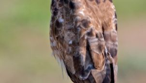 Why HAWKS couldn't FLY | HAWK AND LEOPARD STORY